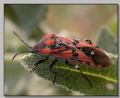 Spilostethus pandurus